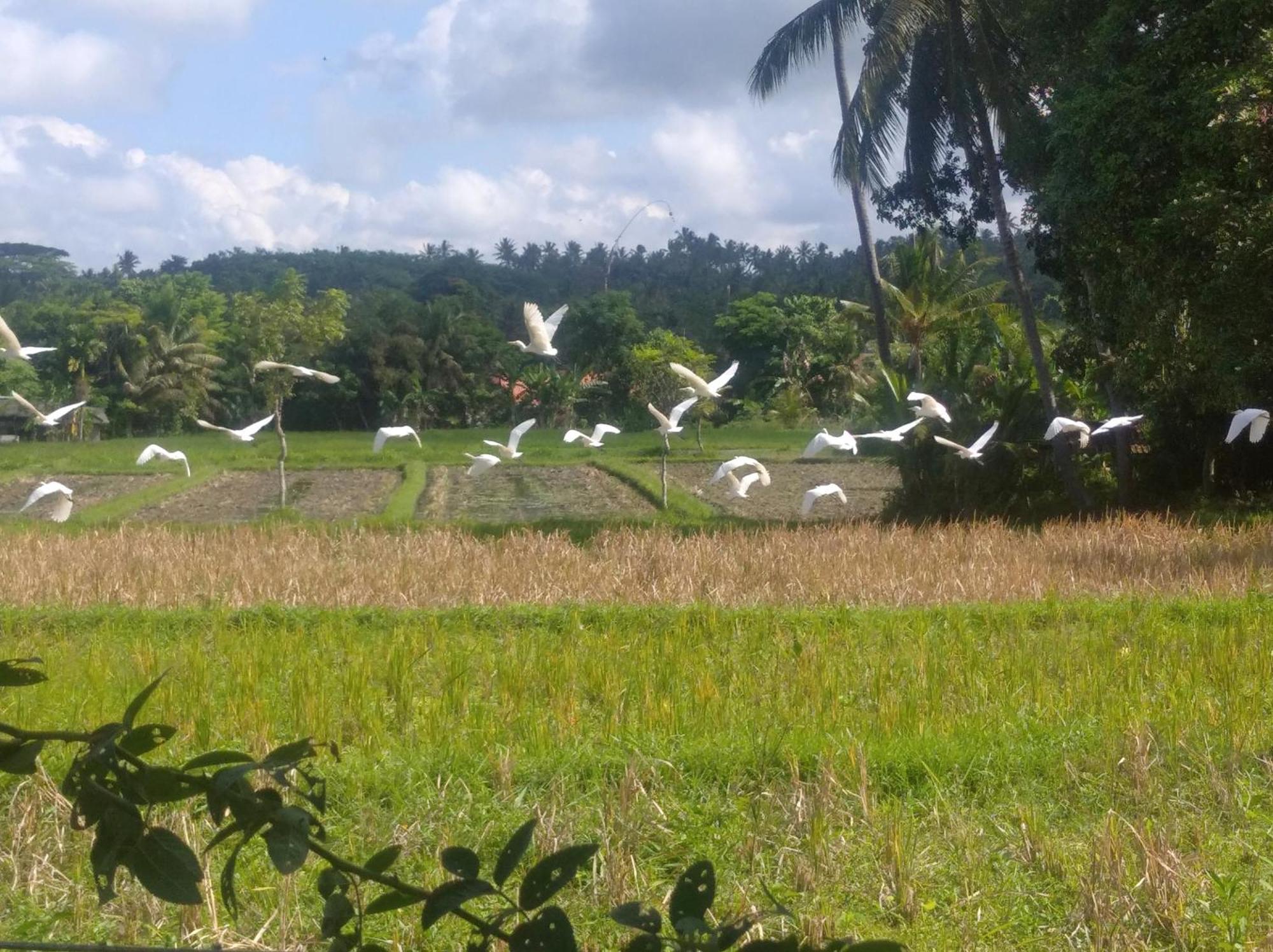Wooden Kemiren Homestay Banyuwangi Баньюванги Экстерьер фото